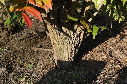 Mahonia charity