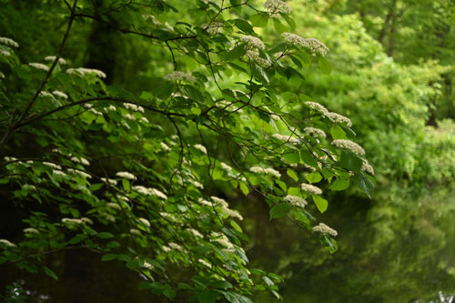 ガマズミの花,がまずみ,時期