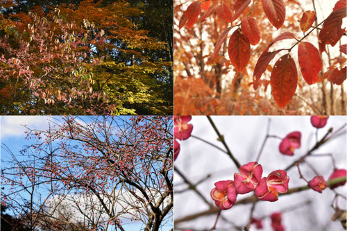 木の種類,名前,特徴