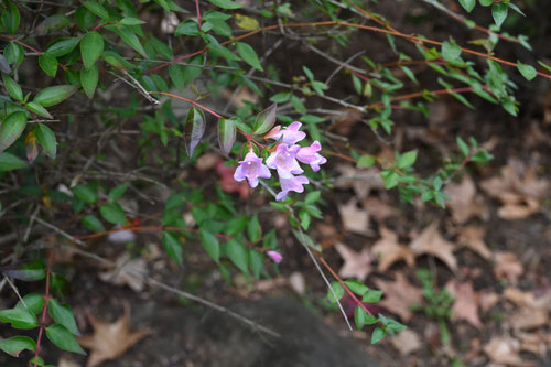 １１月に咲くピンクの花,木
