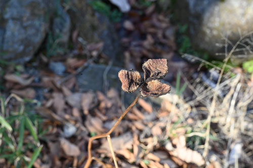 Woodland paeony 