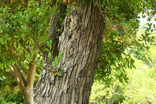 うまめがし,ウバメガシ,備長炭,うばめがし