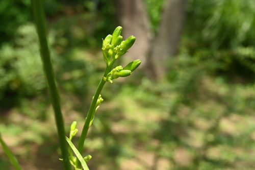 ゆうすげ,植物