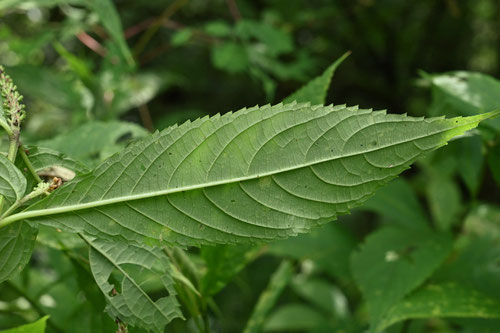 植物図鑑