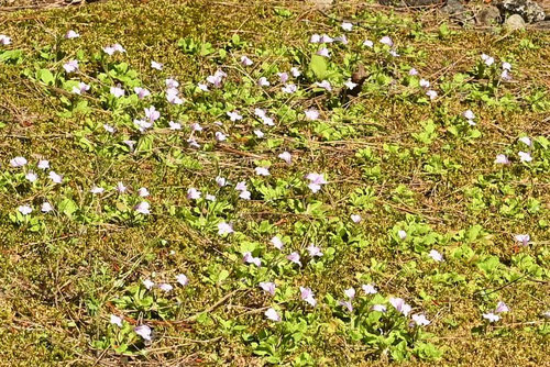 紫の花が咲く小さな雑草