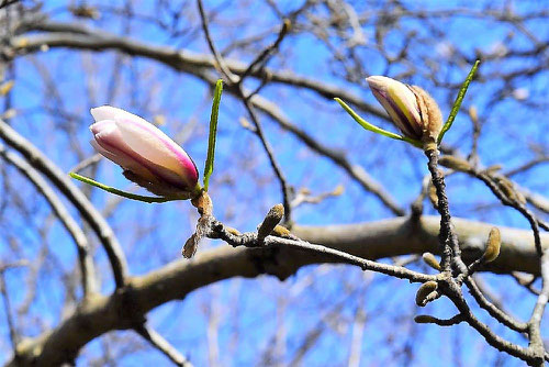 star magnolia