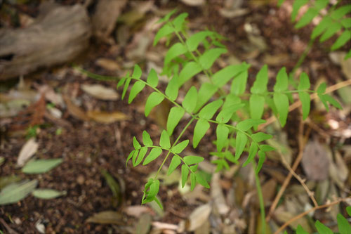 ぜんまい,植物