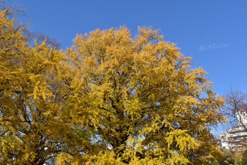 成長の早い植物