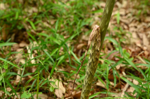 マムシグサ,まむしぐさ,ヤブゴンニャク,藪蒟蒻