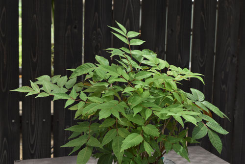 ハゼの木,bonsai,hazenoki