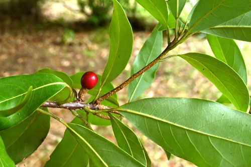 あかいみがなる植物