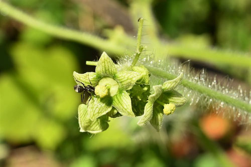 めばな,メバナ,荒地瓜,あれちうり