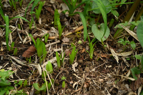 彼岸花,ひがんばな,ヒガンバナ