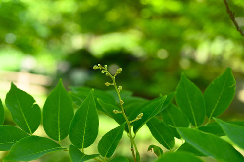 やまえんじゅ,みやまふじ,ゆくのき,植物