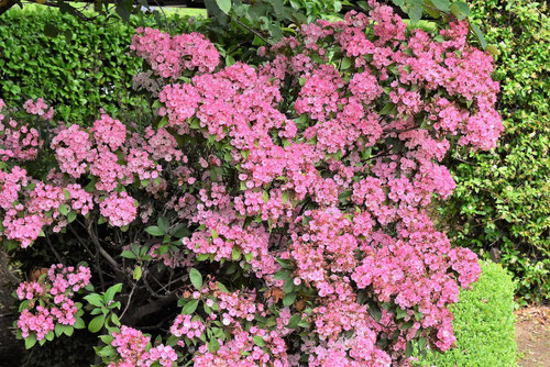 カルミアの木,植物,あめりかしゃくなげ