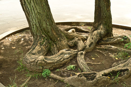 カイコウズ,アメリカデイゴの木