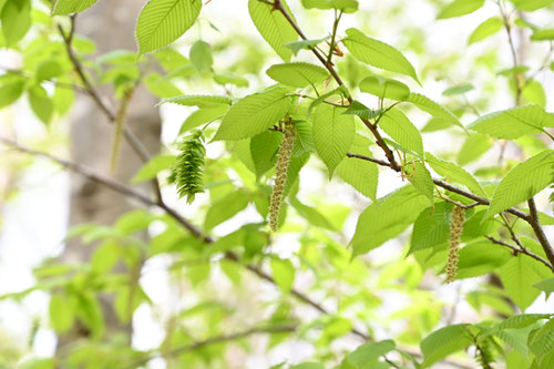 沢シバの木の開花,サワシバ