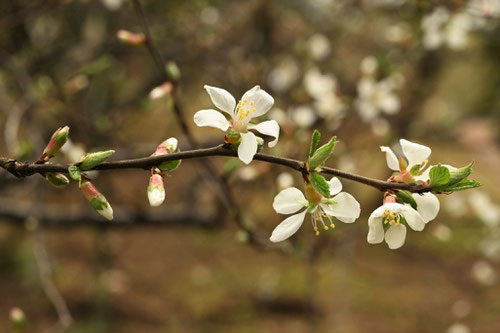 downy cherry,picture