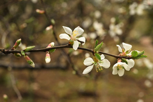 花,ユスラウメ,ゆすらうめ,downy cherry,picture