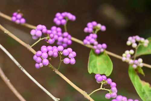 小紫,植物,こむらさき