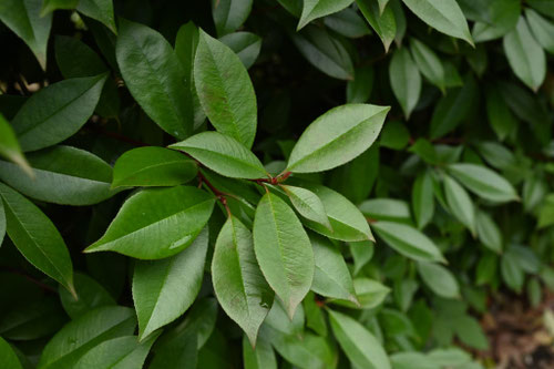 かなめもち,葉っぱ,画像,カナメモチという木の特徴は