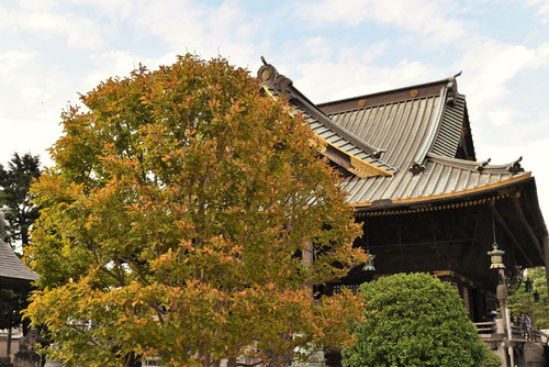 シャラノキ,紅葉,ナツツバキ
