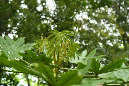 八手の葉,植木
