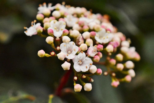 ときわがまずみ,常緑ガマズミの花