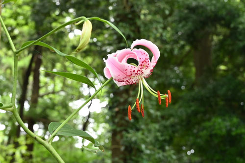 かのこゆり,花,カノコユリ