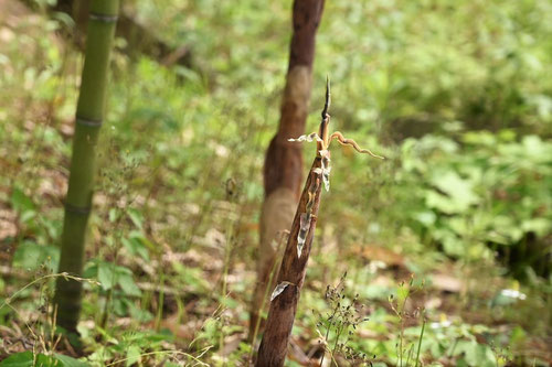 Fish pole bamboo