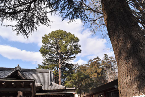大王松,御神木,だいおうしょう