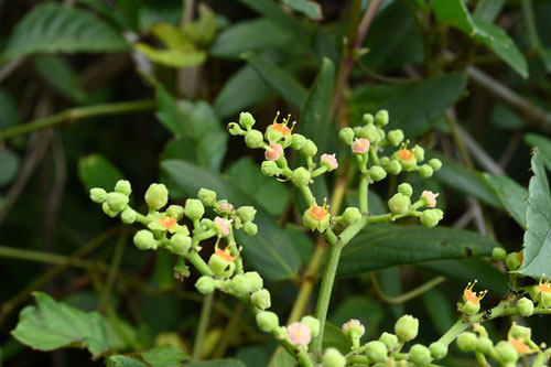 ヤブガラシ,開花時期