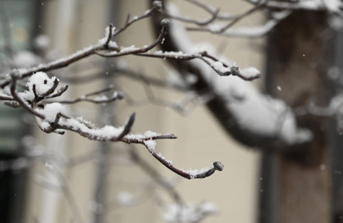 ハナミズキの木,はなみずき,花水木,雪