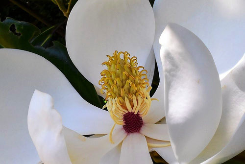タイサンボク 雄しべ 雌蕊
