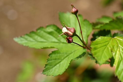 モミジイチゴの木,植物,もみじいちご