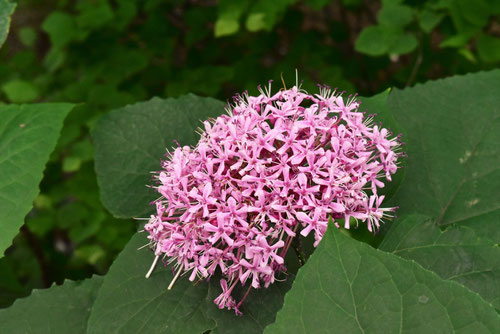 ぼたんくさぎ,牡丹クサギの花,画像,ボタンクサギ