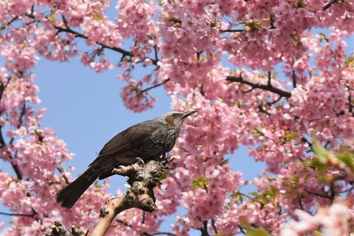 鳥があつまる木,誘鳥木