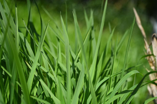 いね,稲,Rice plant,leaf