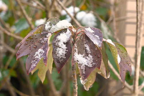 隠れ蓑の木,カクレミノ,かくれみの