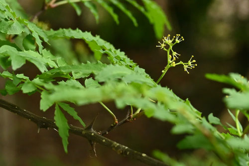 山椒,サンショの木,開花時期
