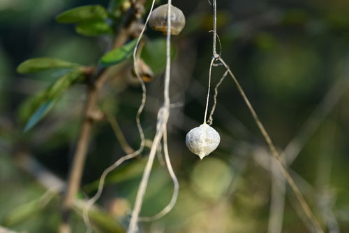 白い実ができる植物,蔓