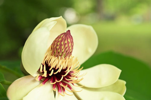 ほおかしわ,開花時期,ホオノキ,朴