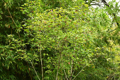 おとこようぞめ,植物名