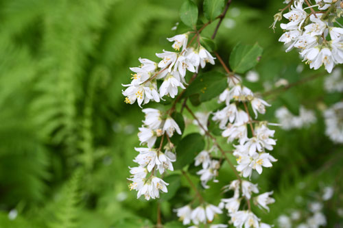 Flowering trees in August in May in Japan