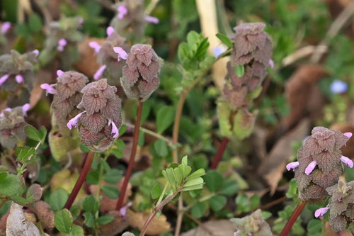 ピンク色の花が咲く雑草の名前