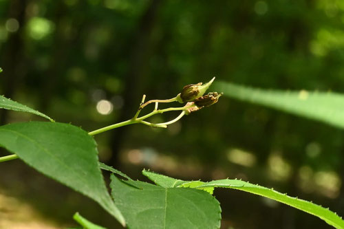 Japanese bladdernut