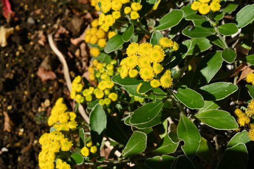 イソギク,磯菊,植物,いそぎく