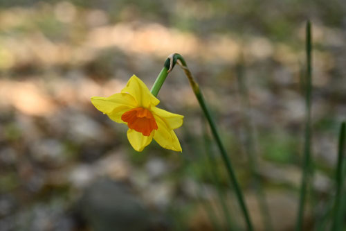 スイセンの花,水仙