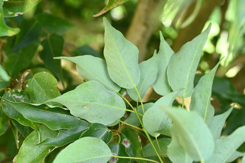 楠葉楓,植木,くすのはかえで