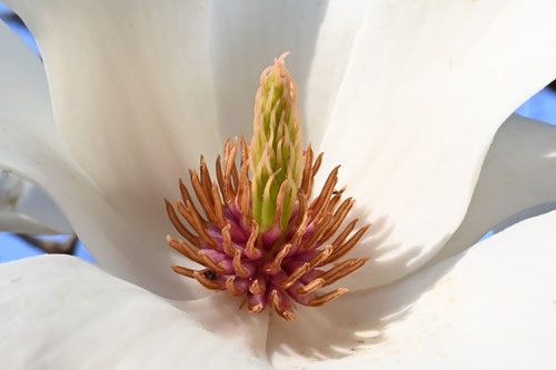 モクレンの花,はくもくれん,画像